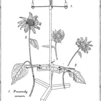 Darwinian plant pruner