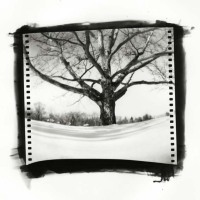 Pinhole photo contest