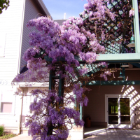 Wisteria at the O’Reilly Media Offices