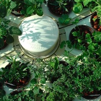 CRAFT Video: Hydroponic herb garden