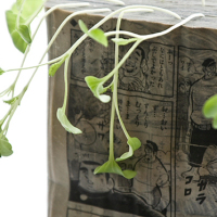 Growing radish sprouts in old manga