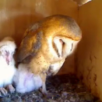 Owl nest web cam