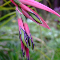 Queen’s Tears Bromeliad