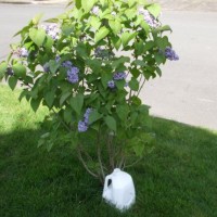 Recycled Gardening Tricks