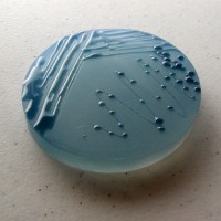 Petri dish culture soaps