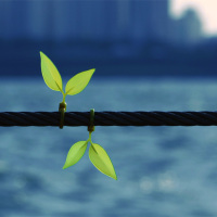 Cable ties with leaves