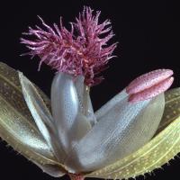 Stunning hyperrealistic glass flower models at Harvard