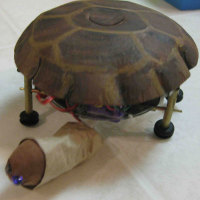 Tortellini the Turtle Bot