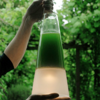 Algae-powered lamp