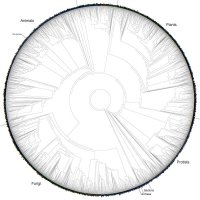 Massive printable “Tree of Life” graphic for free download