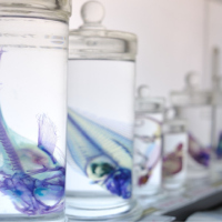 Cleared and stained animal specimens