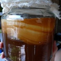 Collin’s Kombucha