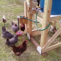 Building an automatic chicken waterer