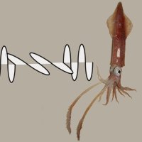 Do squid send secret messages using polarized light?