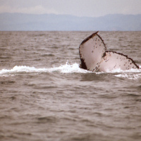 Flickr data-mining discovers record-breaking whale migration