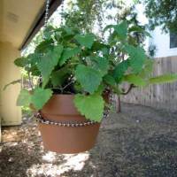 Make: Projects – Ball-chain plant hangers