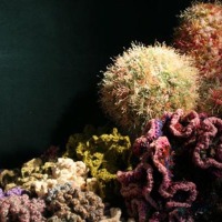 Revisiting the Crochet Hyperbolic Coral Reef