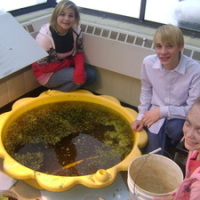 Aquaponics project at New York middle school