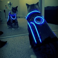 Tron cat