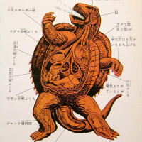 Kaiju anatomical drawings