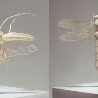 Matchstick entomology