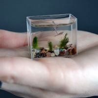 What Is In All Likelihood The World’s Smallest Aquarium