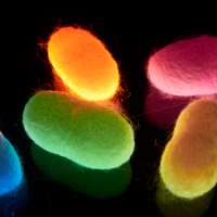 Silkworms Fed Fluorescent Dyes Produce Brightly-Colored Silk