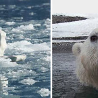 Polar Bear Spy Cams