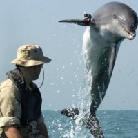 News From The Future: Dolphins Soldiers