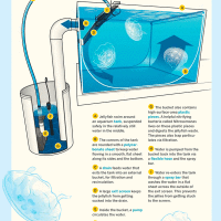 Build Your Own Jellyfish Habitat