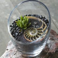 Project Excerpt: Terrarium Craft, by Amy Bryant Aiello & Kate Bryant