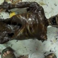 How-To: Corpse From Plastic Skeleton