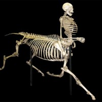 Centaur Skeleton