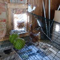 How-To: Automate Your Chicken Coop