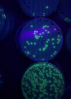 Hack Glowing Cells: This Saturday at BioCurious