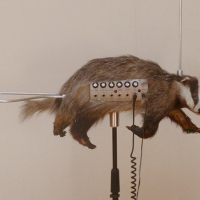 Badgermin = A Stuffed Badger Slash Theremin