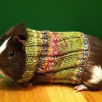 Knitted Sweaters For Guinea Pigs