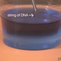How-To: Extract Your DNA