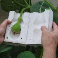 How-To: Grow a Portrait Gourd