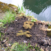 How-To: Moss Graffiti