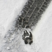 Shoes That Leave Animal Tracks