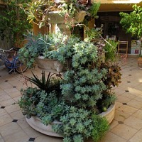 Succulent Fountain