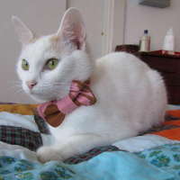 How-To: Bow Tie For Your Cat