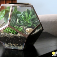 DIY Succulent Terrarium
