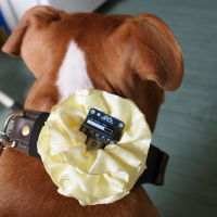GPS-Based Puppy Pedometer