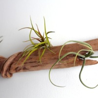How-To: Driftwood Wall Garden