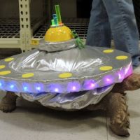 DIY Tortoise Costume