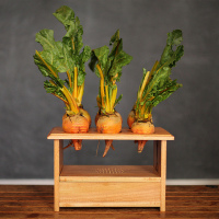 BeetBox Sets Standard for Vegetable-based Instruments