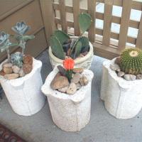 Concrete Planters