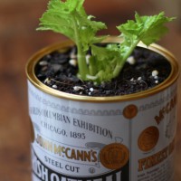 How-To: Grow Celery Indoors